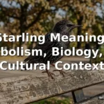 starling meaning